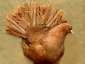 Домашние голуби