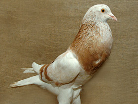 Домашние голуби