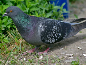 Скалистый голубь