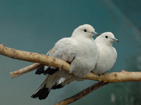 Фото Двуцветный голубь