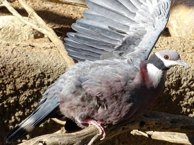 Фото Черношейный плодоядный голубь