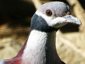 Фото Черношейный плодоядный голубь