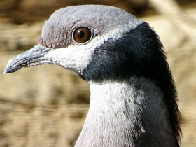 Фото Черношейный плодоядный голубь