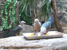 Фото Черногребенчатый голубь