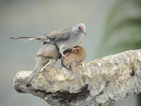 Фото Бриллиантовая горлица