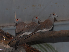 Фото Бриллиантовая горлица