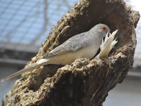 Фото Бриллиантовая горлица