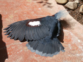 Смотреть фото Веероносный голубь Фото Веероносный голубь