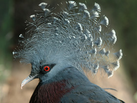 Смотреть фото Веероносный голубь Фото Веероносный голубь