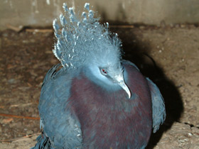 Смотреть фото Веероносный голубь Фото Веероносный голубь