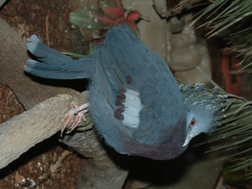 Смотреть фото Веероносный голубь Фото Веероносный голубь