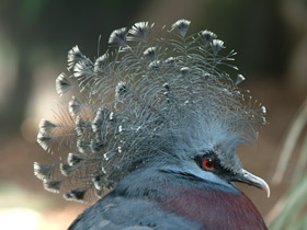 Веероносный голубь