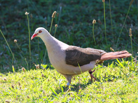 Смотреть фото Розовый голубь Фото Розовый голубь