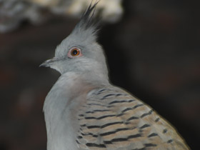 Фото Хохлатый бронзовокрылый голубь
