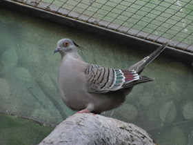 Фото Хохлатый бронзовокрылый голубь