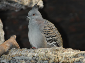 Фото Хохлатый бронзовокрылый голубь