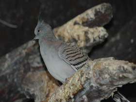 Фото Хохлатый бронзовокрылый голубь