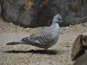 Фото Хохлатый бронзовокрылый голубь