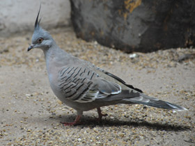 Фото Хохлатый бронзовокрылый голубь