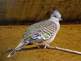 Фото Хохлатый бронзовокрылый голубь