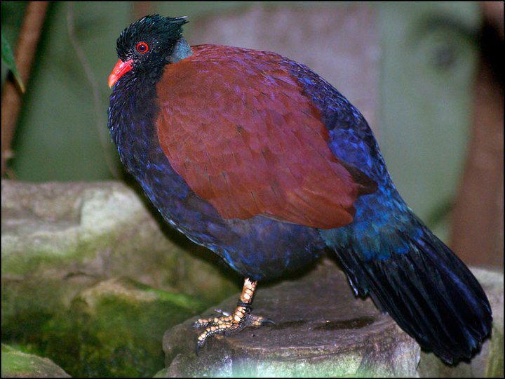 Фото Фазановый голубь