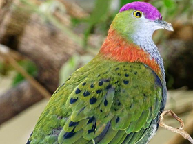 Великолепный пёстрый голубь