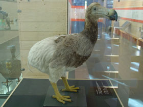 Фото Маврикийский дронт