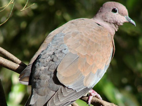 Малая горлица