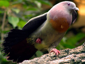 Фото Розовошейный зеленый голубь