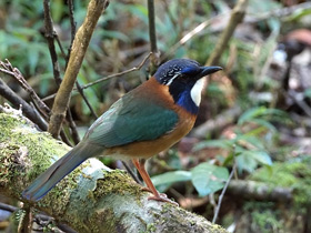 Фото Синеголовая земляная ракша-ателорнис