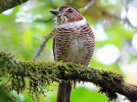 Фото Коротконогая земляная ракша