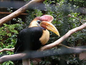 Смотреть фото Сулавесский калао Фото Сулавесский калао