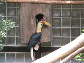 Смотреть фото Сулавесский калао Фото Сулавесский калао