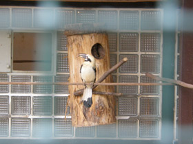 Фото Минданаоская птица-носорог