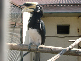 Смотреть фото Азиатская птица-носорог Фото Азиатская птица-носорог