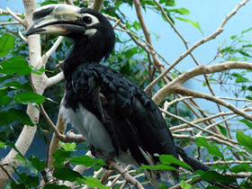 Смотреть фото Азиатская птица-носорог Фото Азиатская птица-носорог