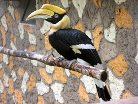 Смотреть фото Двурогий калао Фото Двурогий калао