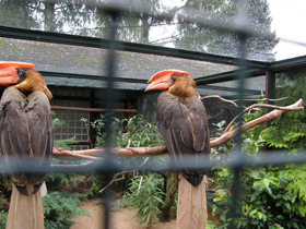 Смотреть фото Огненный гомрай Фото Огненный гомрай
