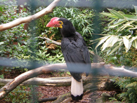 Смотреть фото Огненный гомрай Фото Огненный гомрай