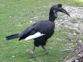 Абиссинский рогатый ворон