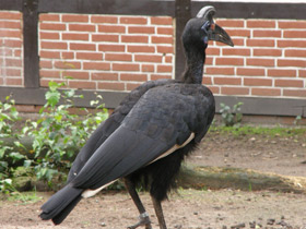 Смотреть фото Абиссинский рогатый ворон Фото Абиссинский рогатый ворон