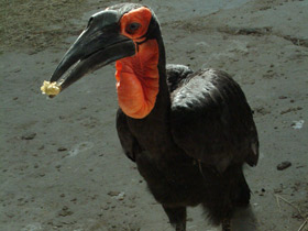 Смотреть фото Кафрский рогатый ворон Фото Кафрский рогатый ворон