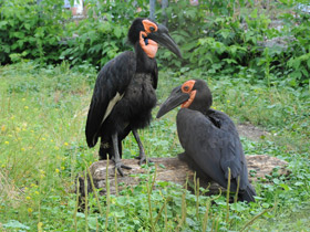 Кафрский рогатый ворон