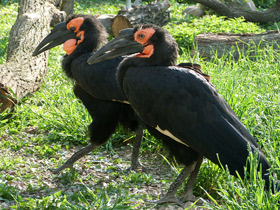 Смотреть фото Птицы-носороги: добровольно замурованные Фото Птицы-носороги: добровольно замурованные