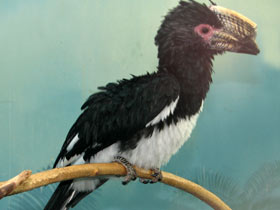 Смотреть фото Калао-трубач Фото Калао-трубач