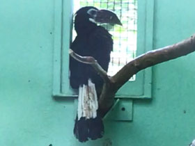 Фото Рыжехвостый калао-пенелопидес