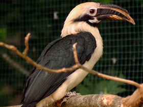 Смотреть фото Птицы-носороги: добровольно замурованные Фото Птицы-носороги: добровольно замурованные