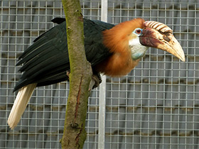 Смотреть фото Папуанский калао Фото Папуанский калао