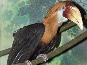 Смотреть фото Папуанский калао Фото Папуанский калао