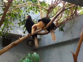 Смотреть фото Папуанский калао Фото Папуанский калао